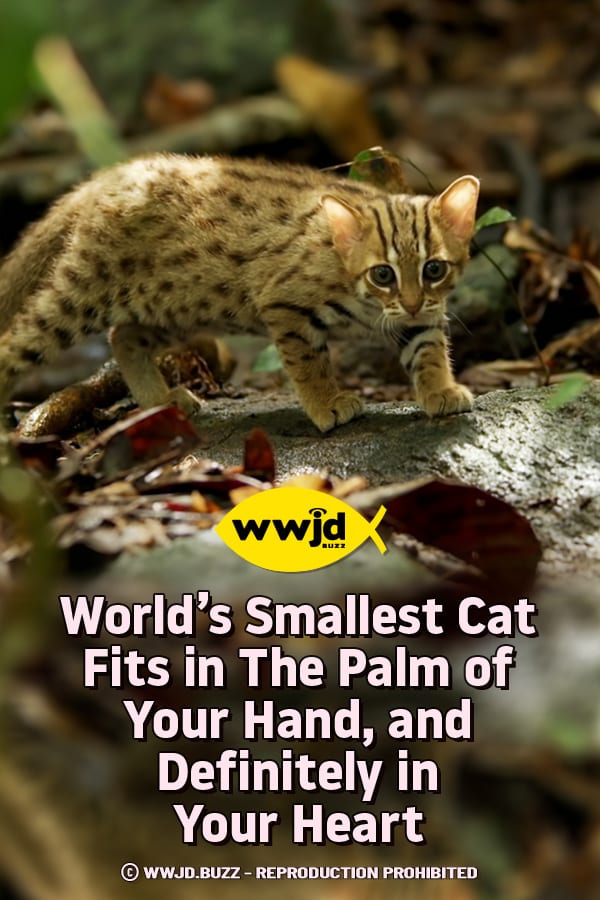 World\'s Smallest Cat Fits in The Palm of Your Hand, and Definitely in Your Heart