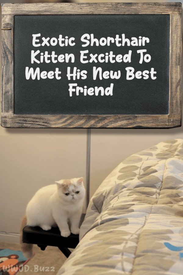 Exotic Shorthair Kitten Excited To Meet His New Best Friend