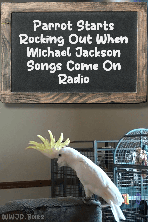 Parrot Starts Rocking Out When Michael Jackson Songs Come On Radio