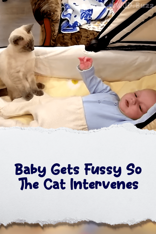 Baby Gets Fussy So The Cat Intervenes