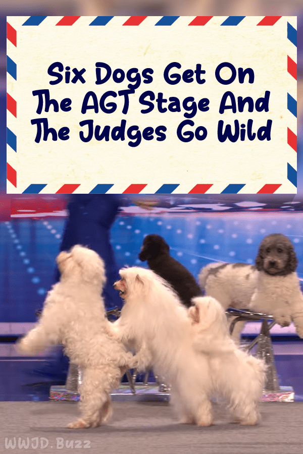 Six Dogs Get On The AGT Stage And The Judges Go Wild