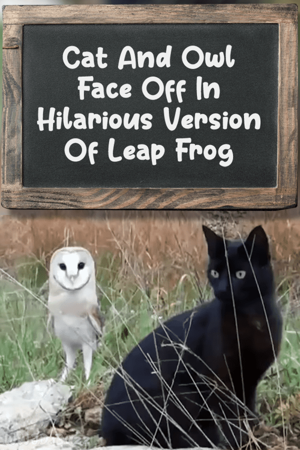 Cat And Owl Face Off In Hilarious Version Of Leap Frog