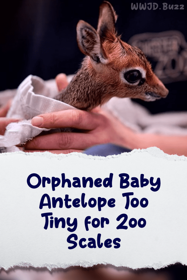 Orphaned Baby Antelope Too Tiny for Zoo Scales