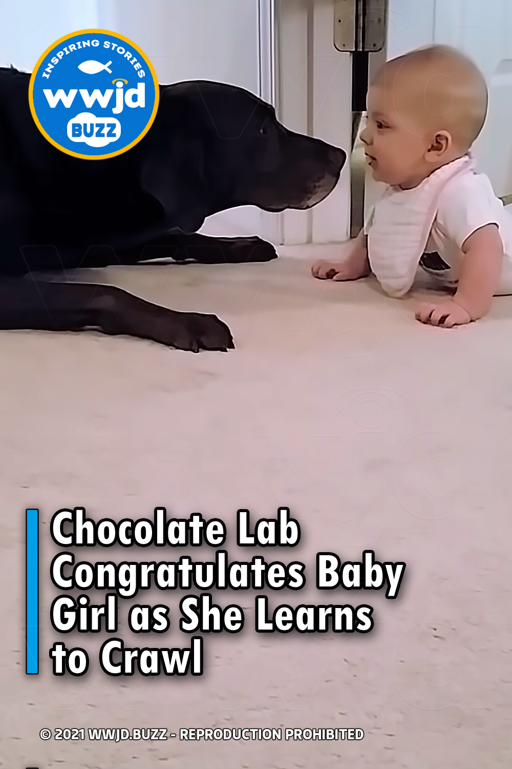 Chocolate Lab Congratulates Baby Girl as She Learns to Crawl