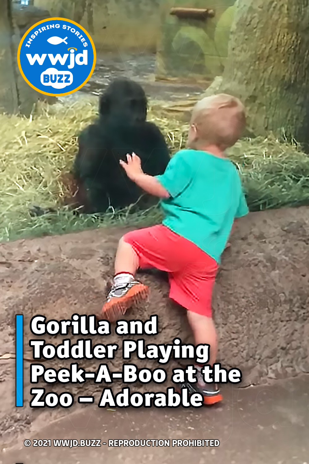 Gorilla and Toddler Playing Peek-A-Boo at the Zoo – Adorable