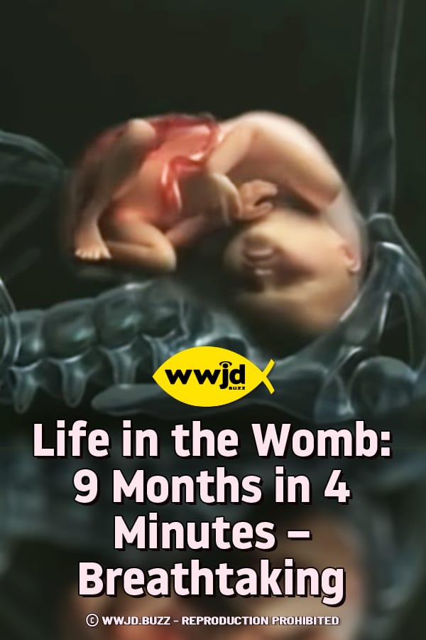 Life in the Womb: 9 Months in 4 Minutes – Breathtaking