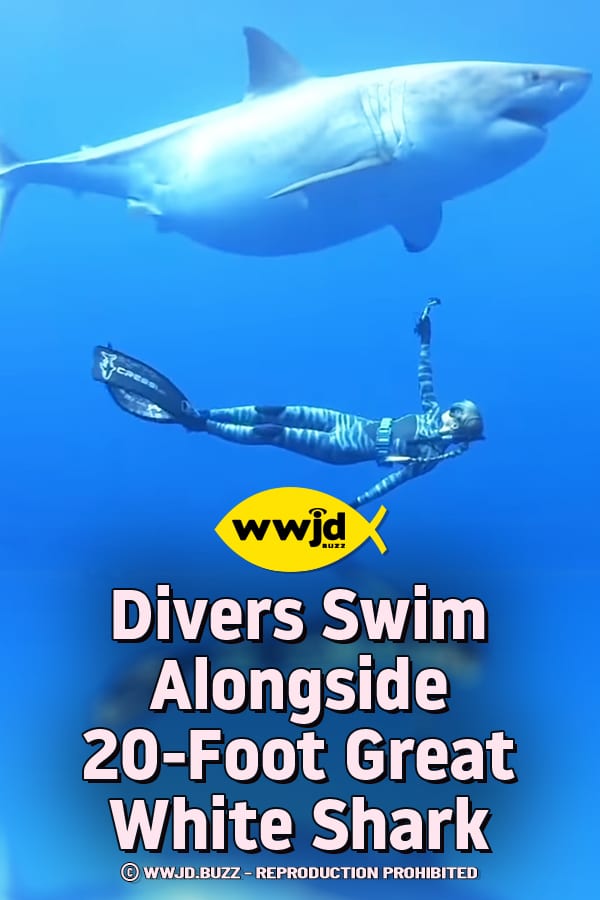 Divers Swim Alongside 20-Foot Great White Shark