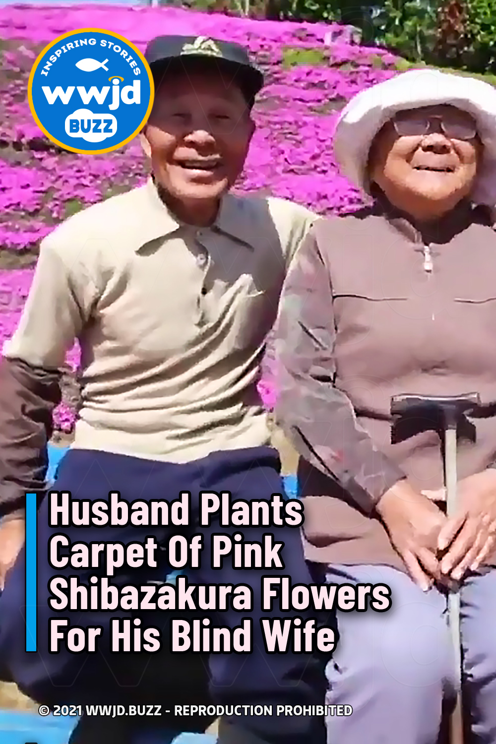 Husband Plants Carpet Of Pink Shibazakura Flowers For His Blind Wife