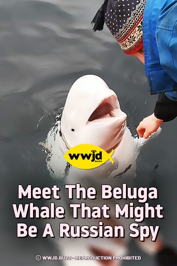 Meet The Beluga Whale That Might Be A Russian Spy