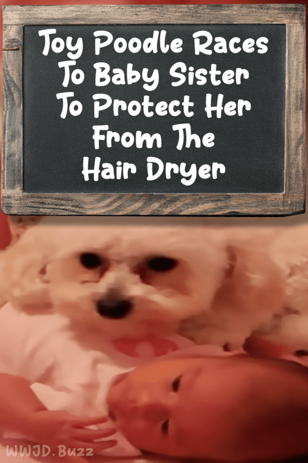 Toy Poodle Races To Baby Sister To Protect Her From The Hair Dryer