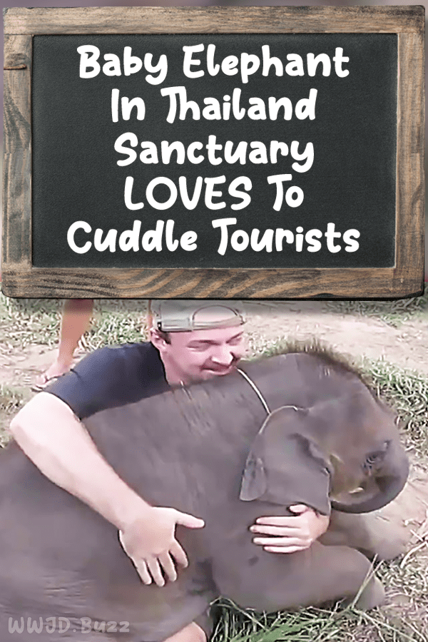 Baby Elephant In Thailand Sanctuary LOVES To Cuddle Tourists
