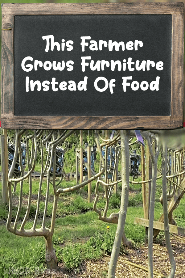 This Farmer Grows Furniture Instead Of Food