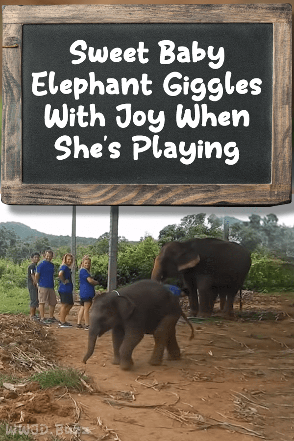 Sweet Baby Elephant Giggles With Joy When She’s Playing