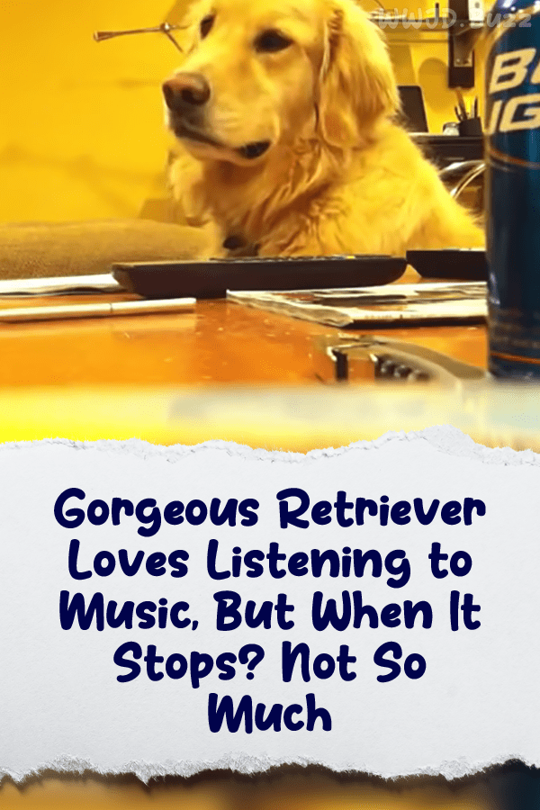 Gorgeous Retriever Loves Listening to Music, But When It Stops? Not So Much