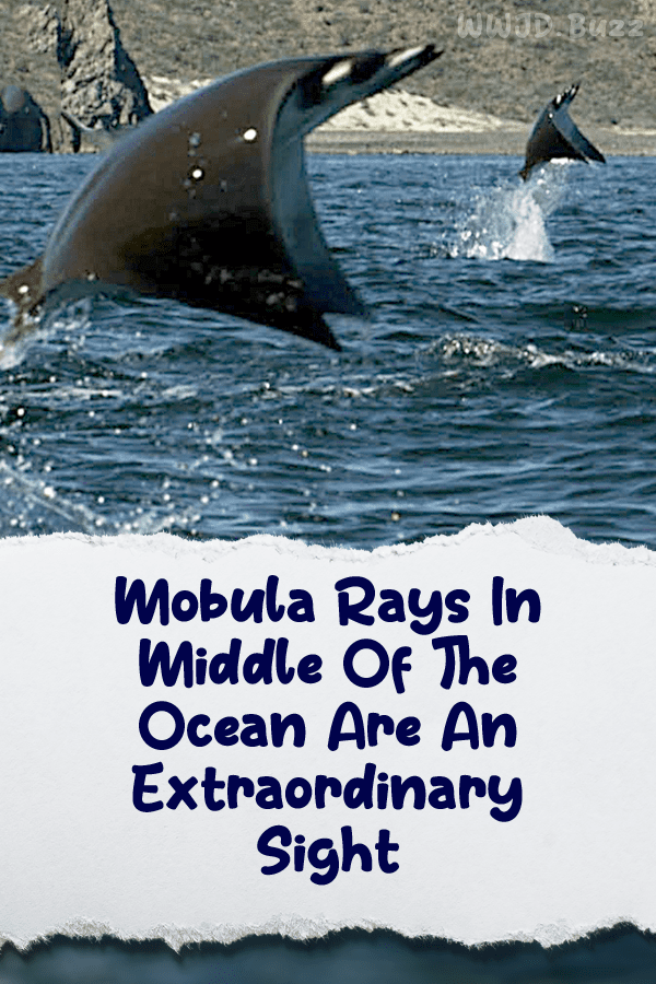 Mobula Rays In Middle Of The Ocean Are An Extraordinary Sight