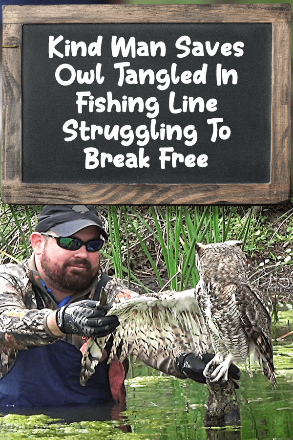 Kind Man Saves Owl Tangled In Fishing Line Struggling To Break Free