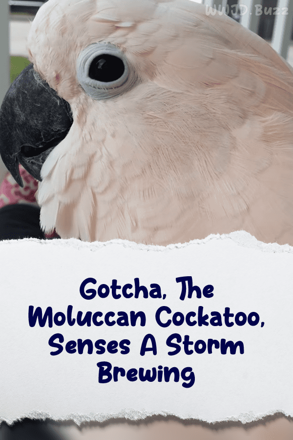 Gotcha, The Moluccan Cockatoo, Senses A Storm Brewing