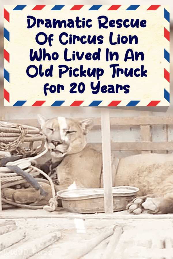 Dramatic Rescue Of Circus Lion Who Lived In An Old Pickup Truck for 20 Years