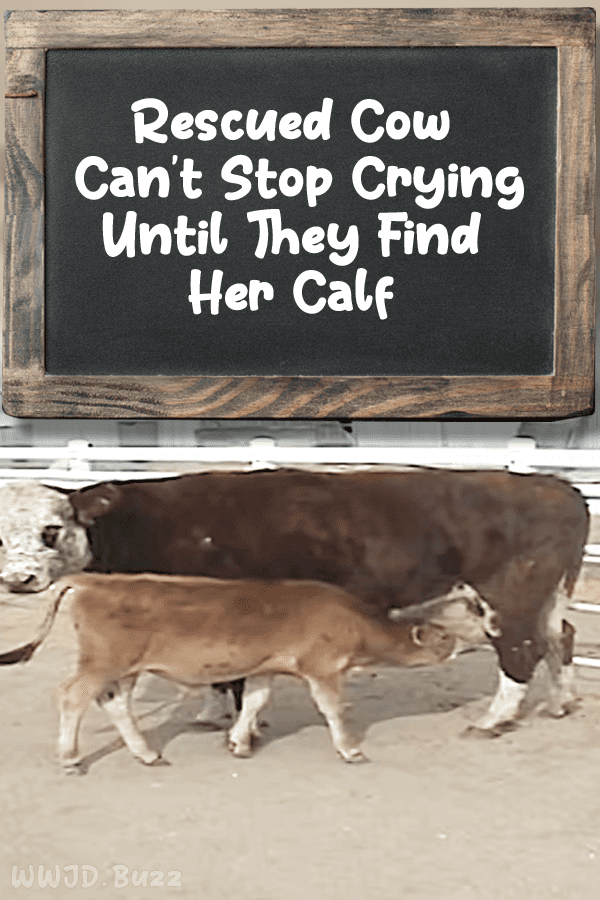 Rescued Cow Can\'t Stop Crying Until They Find Her Calf
