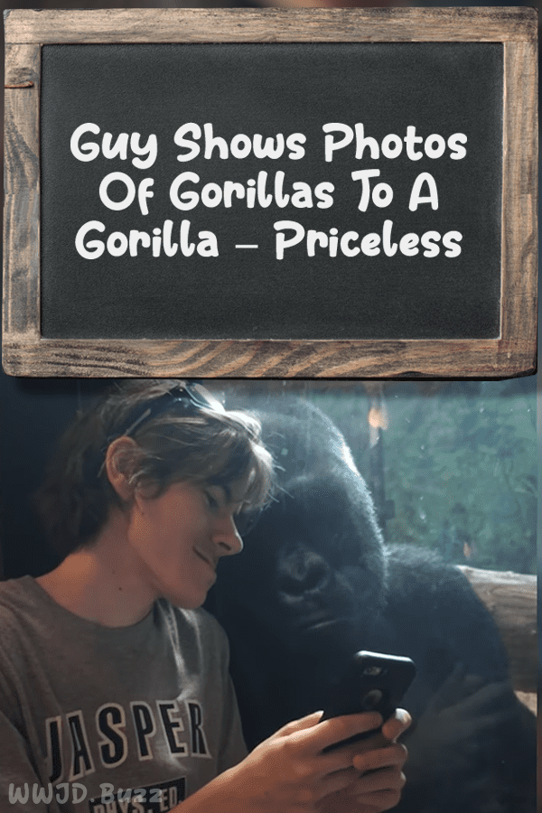 Guy Shows Photos Of Gorillas To A Gorilla – Priceless