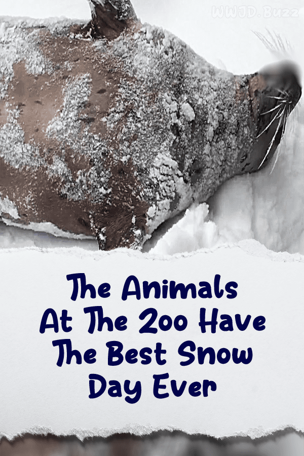 The Animals At The Zoo Have The Best Snow Day Ever