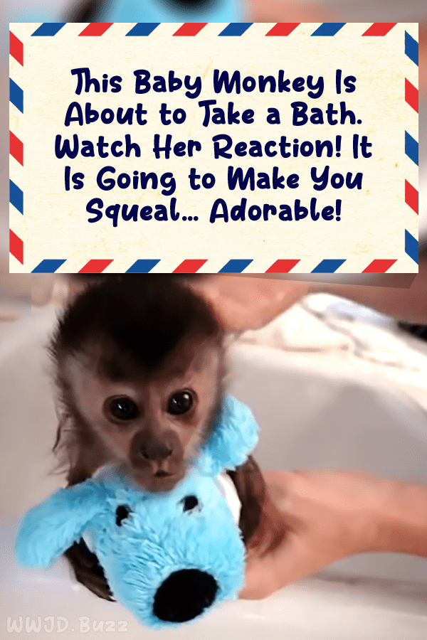 This Baby Monkey Is About to Take a Bath. Watch Her Reaction! It Is Going to Make You Squeal… Adorable!