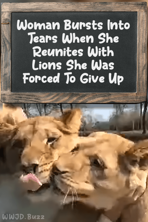 Woman Bursts Into Tears When She Reunites With Lions She Was Forced To Give Up