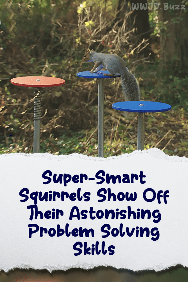 Super-Smart Squirrels Show Off Their Astonishing Problem Solving Skills