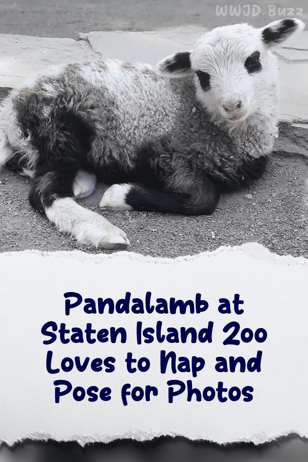 Pandalamb at Staten Island Zoo Loves to Nap and Pose for Photos