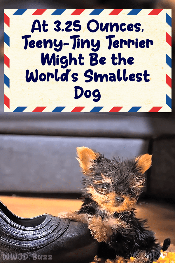 At 3.25 Ounces, Teeny-Tiny Terrier Might Be the World’s Smallest Dog