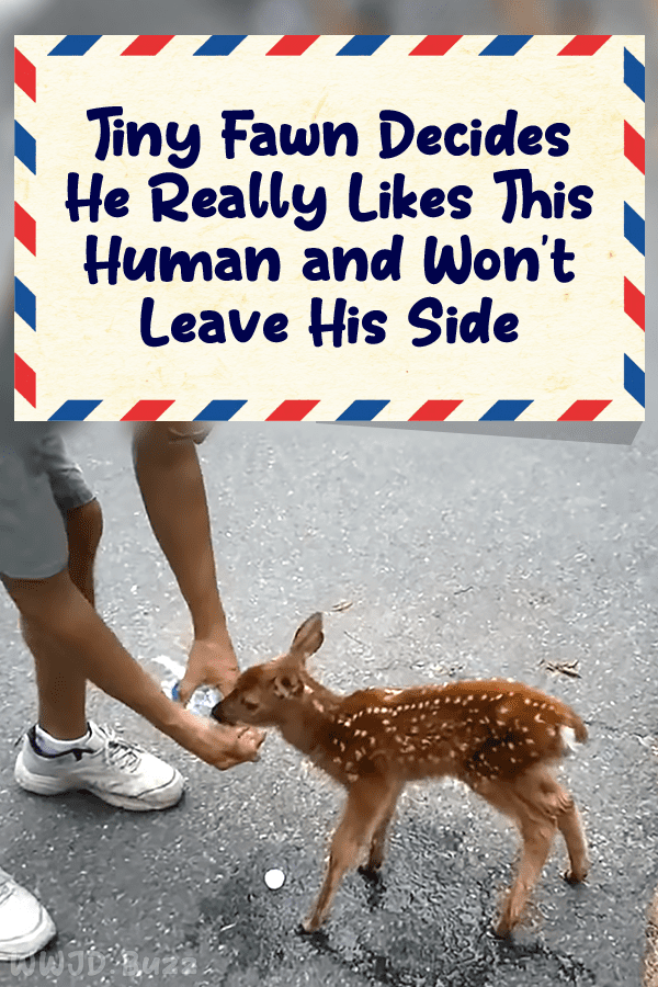 Tiny Fawn Decides He Really Likes This Human and Won\'t Leave His Side