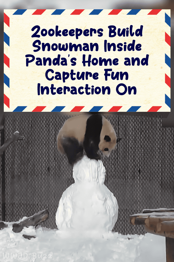 Zookeepers Build Snowman Inside Panda’s Home and Capture Fun Interaction On Camera!