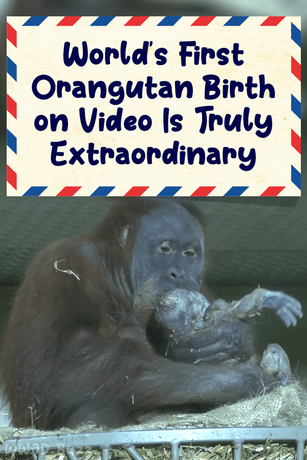 World\'s First Orangutan Birth on Video Is Truly Extraordinary