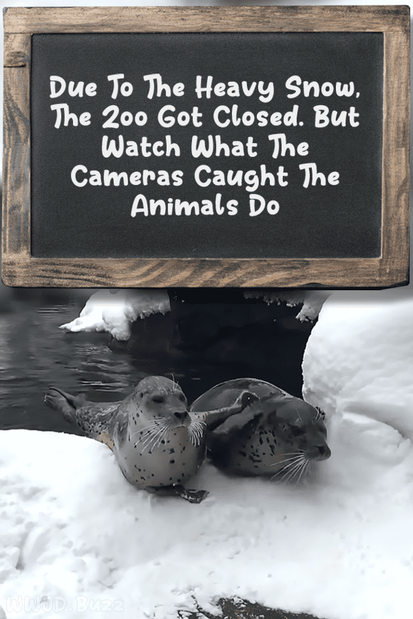 Due To The Heavy Snow, The Zoo Got Closed. But Watch What The Cameras Caught The Animals Do