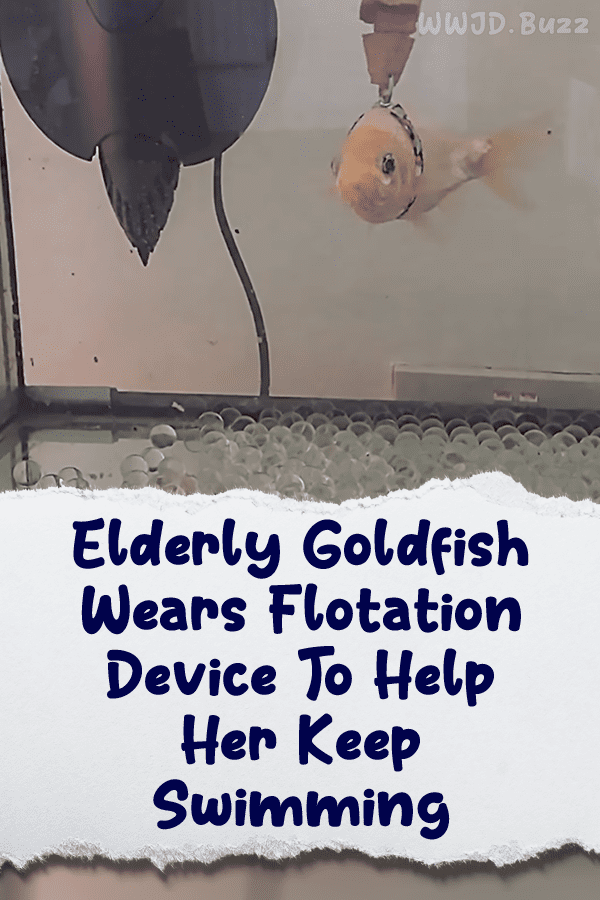 Elderly Goldfish Wears Flotation Device To Help Her Keep Swimming
