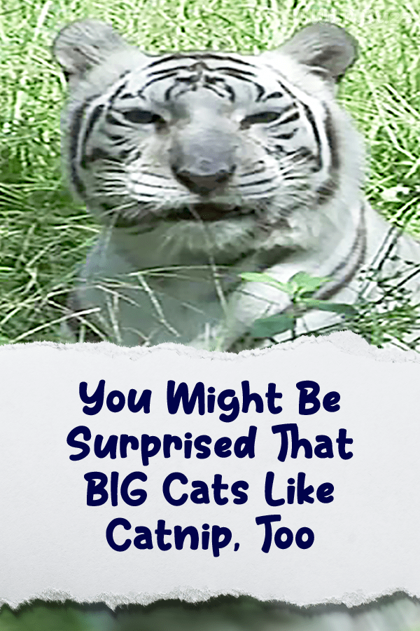 You Might Be Surprised That BIG Cats Like Catnip, Too