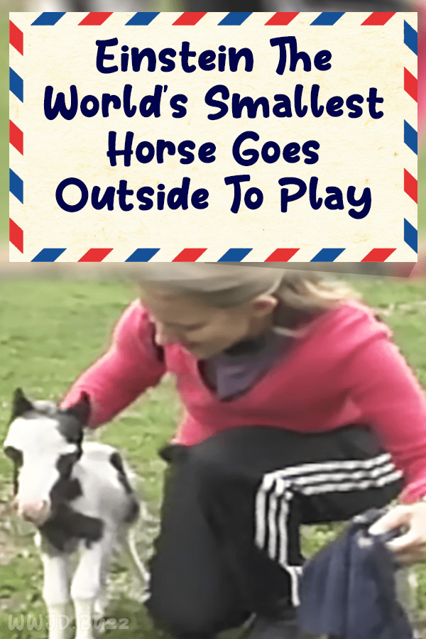 Einstein The World\'s Smallest Horse Goes Outside To Play