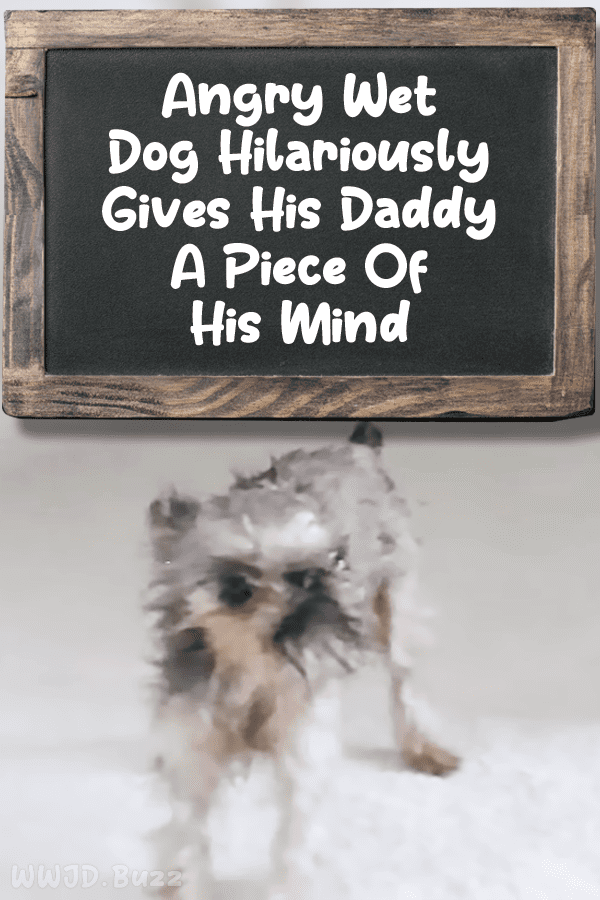 Angry Wet Dog Hilariously Gives His Daddy A Piece Of His Mind