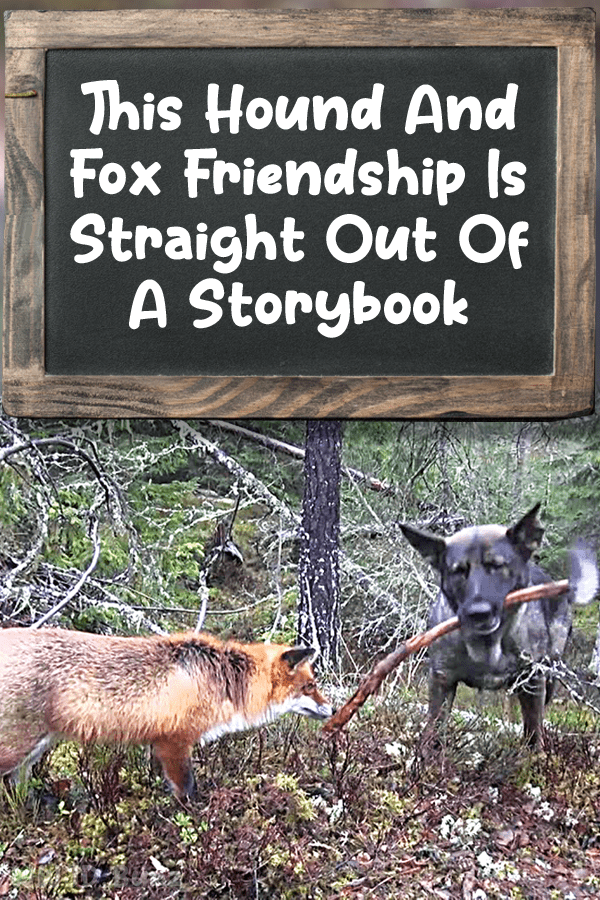 This Hound And Fox Friendship Is Straight Out Of A Storybook