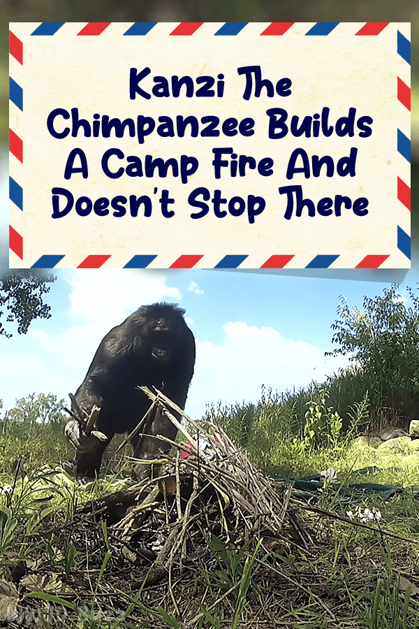 Kanzi The Chimpanzee Builds A Camp Fire And Doesn\'t Stop There