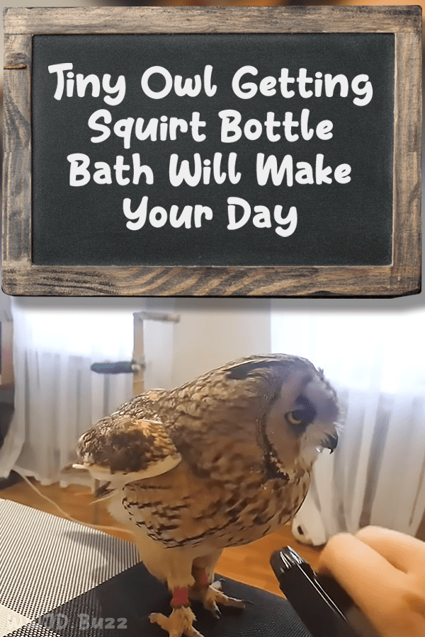 Tiny Owl Getting Squirt Bottle Bath Will Make Your Day