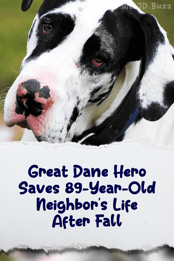 Great Dane Hero Saves 89-Year-Old Neighbor\'s Life After Fall