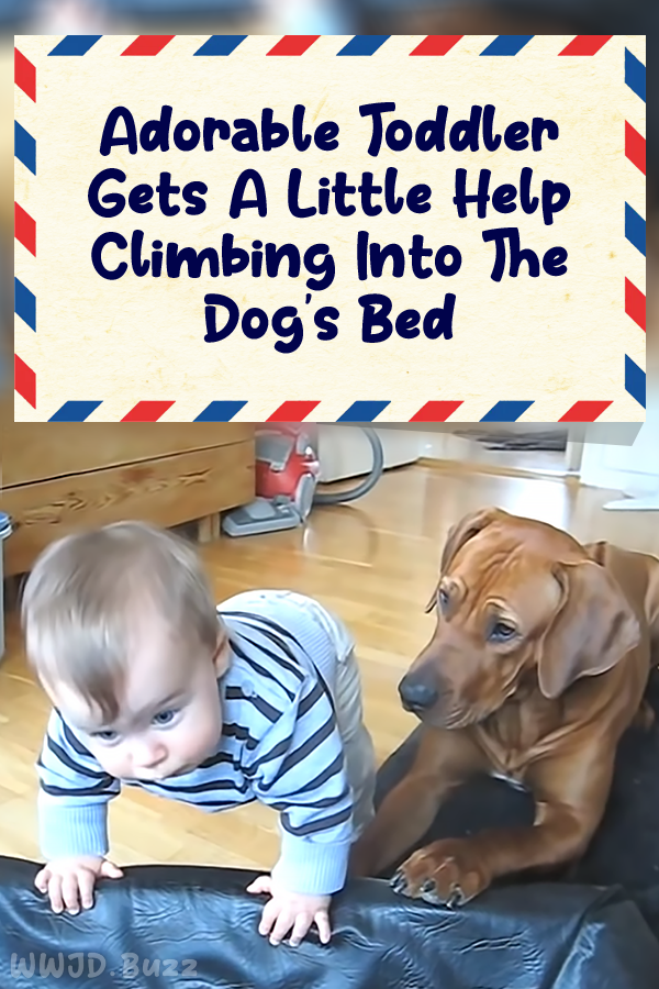 Adorable Toddler Gets A Little Help Climbing Into The Dog\'s Bed