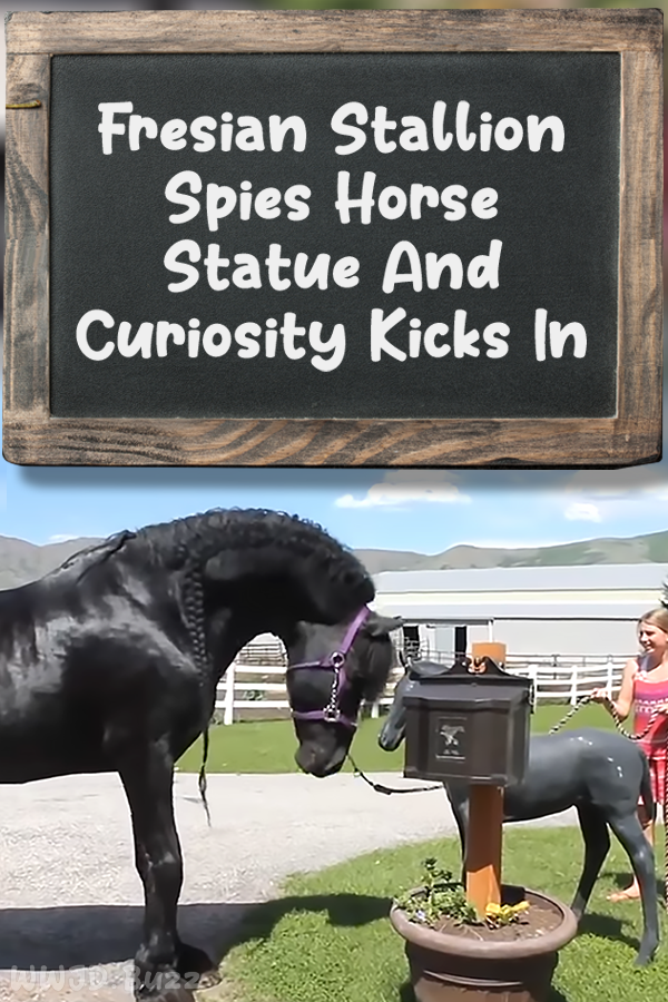 Fresian Stallion Spies Horse Statue And Curiosity Kicks In