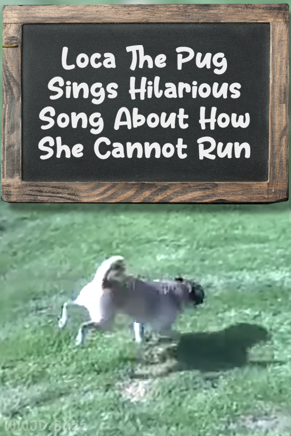 Loca The Pug Sings Hilarious Song About How She Cannot Run