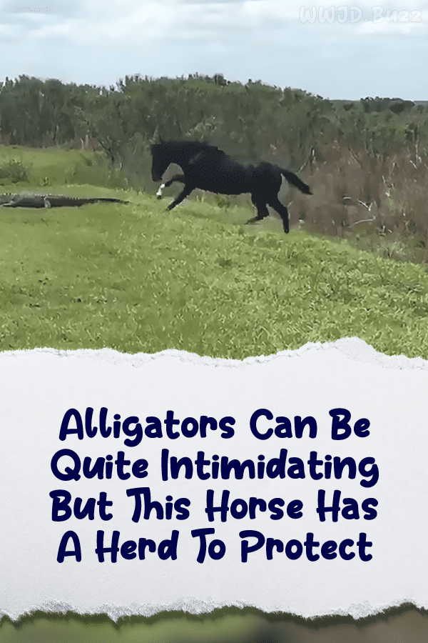 Alligators Can Be Quite Intimidating But This Horse Has A Herd To Protect