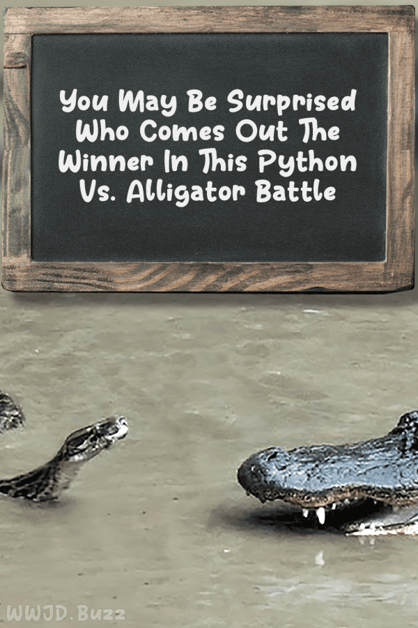 You May Be Surprised Who Comes Out The Winner In This Python Vs. Alligator Battle