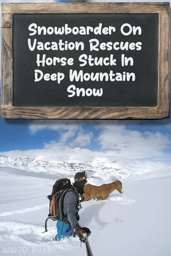 Snowboarder On Vacation Rescues Horse Stuck In Deep Mountain Snow