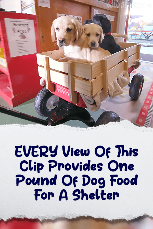 EVERY View Of This Clip Provides One Pound Of Dog Food For A Shelter