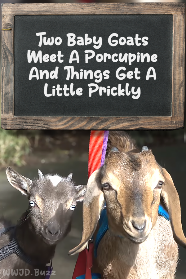 Two Baby Goats Meet A Porcupine And Things Get A Little Prickly